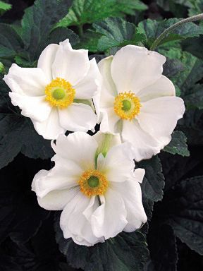Honorine Jobert - Anemone