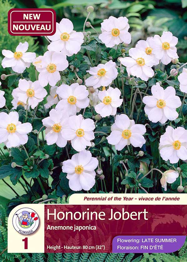 Honorine Jobert - Anemone Japonica - Flowering in Late Summer Honorine Jobert - Anemone Japonica - Flowering in Late Summer