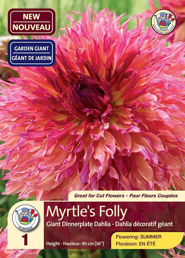 Dahlia Myrtle's Folly - Giant Dinnerplate Dahlia - Flowering in Summer