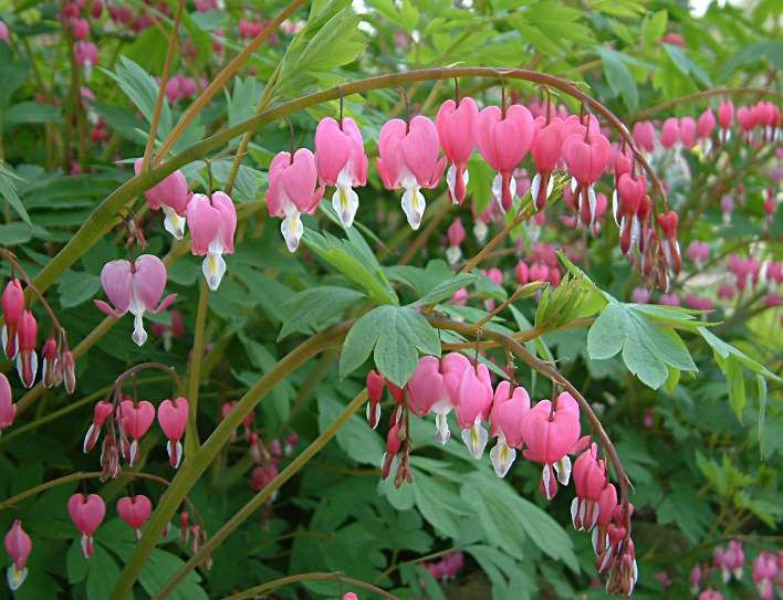 Dicentra Spectabilis