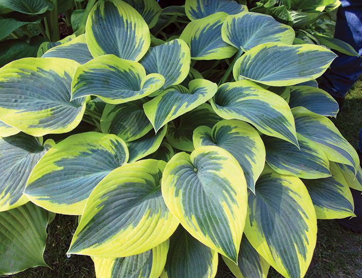 Hosta First Frost