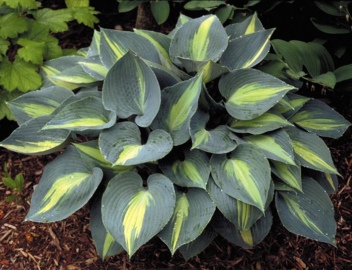 Hosta Touch of Class