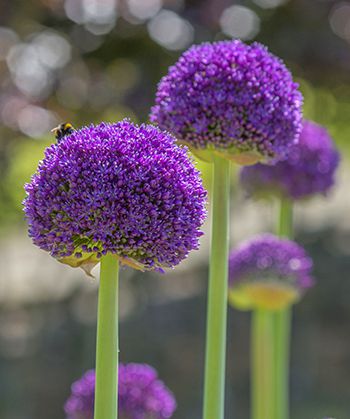 Ambassador Allium