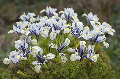 Iris Reticulata - Eye Catcher - Top Pick for Fall