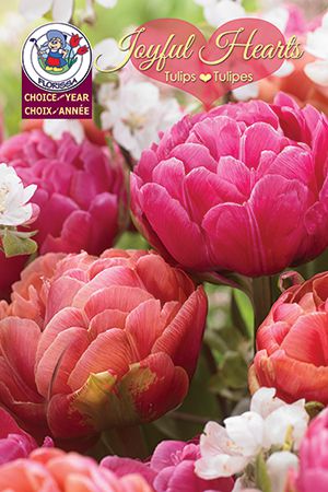 Joyful Hearts Tulips - Florissa Choice of the Year (2016)