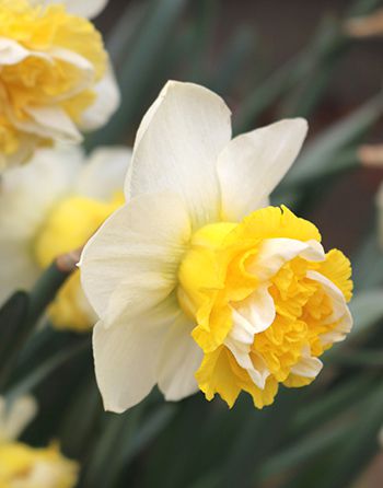 Narcissus Wave - Bloom - Beautiful White and Yellow