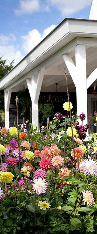 Dahlia Summer Garden - Pinterest