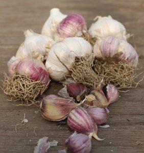 Russian Red Garlic