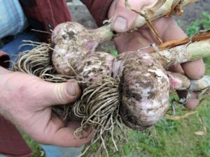 Russian Red Garlic