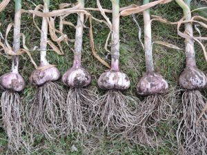 Russian Red Garlic