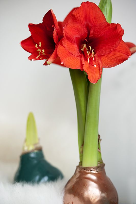 Holiday indulgence waxed amaryllis in bloom