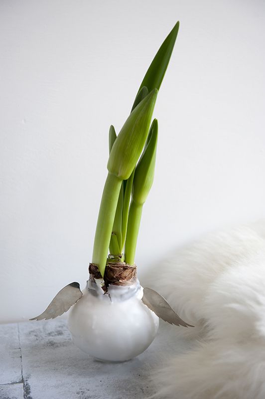 Amaryllis Christmas Special 2016 - Waxed Holiday