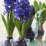 Forcing Hyacinth Bulbs in Vases - Effortless Indoors