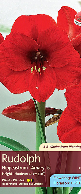 Rudolph - Hippeastrum - Flowering in Winter
