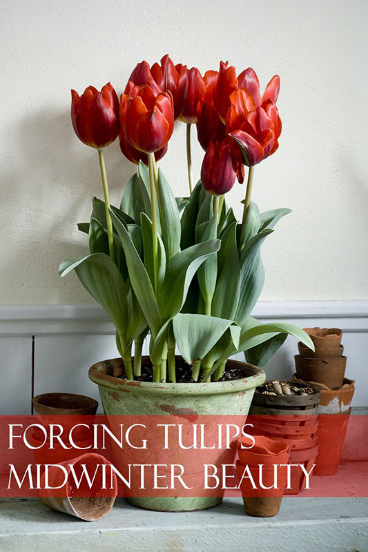 Forcing Tulip Couleur Cardinal Pinerest