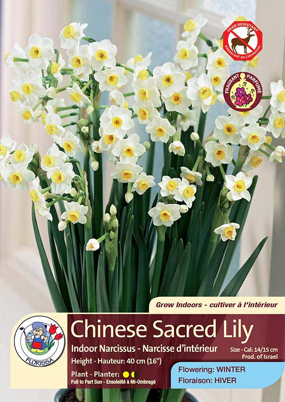 Chinese Sacred Lily - Indoor Narcissus - Flowering in Winter