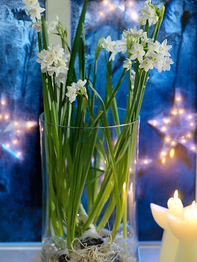 Paperwhite Flowers - Decor Vase