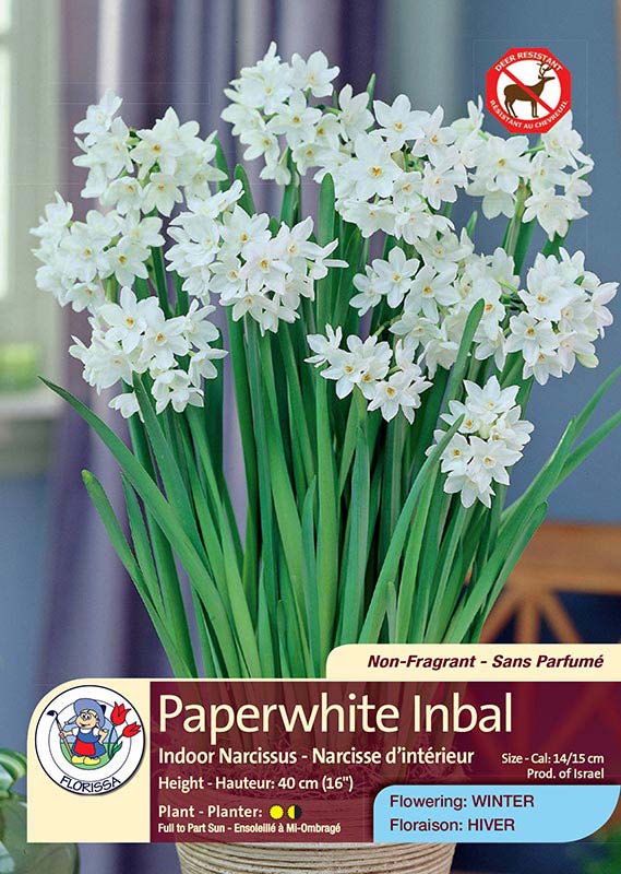 Paperwhite Inbal - Indoor Narcissus - Flowering in Winter