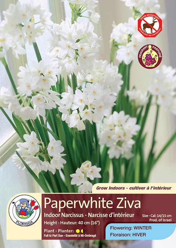 Paperwhite Ziva - Indoor Narcissus - Flowering in Winter