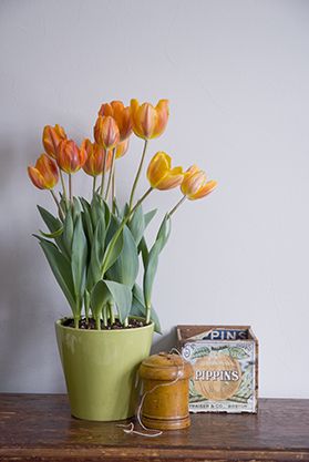 Tulip Princess Irene Potted