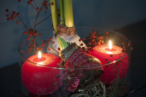 Waxed Amaryllis Bulbs in a Bowl
