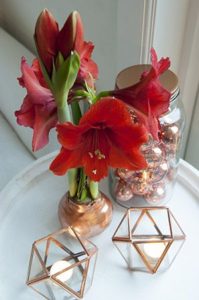what to do with a waxed amaryllis bulb