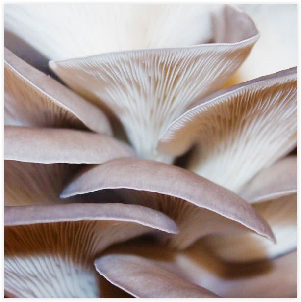 Blue Oyster Mushroom Culture
