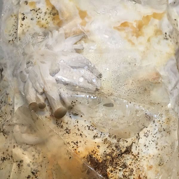 Oyster Mushrooms in the Morning