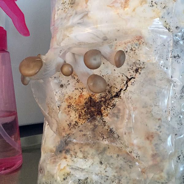 Oyster Mushrooms in the Afternoon