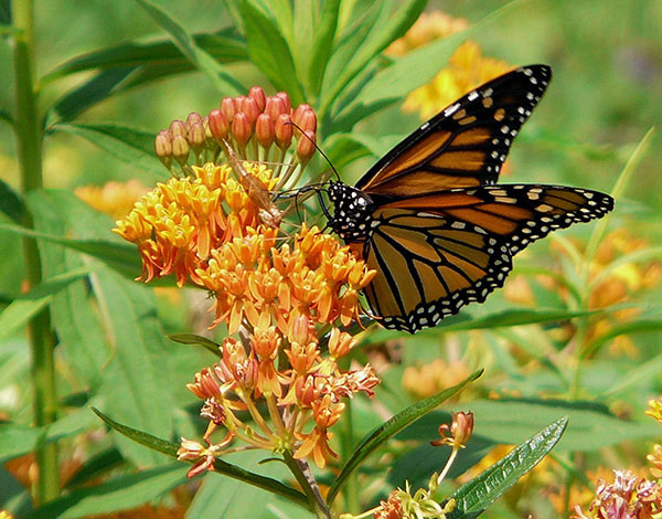 Asclepias Tuberosa Monarch Butterfly