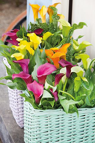 Lilium and Calla Lilies in Pots