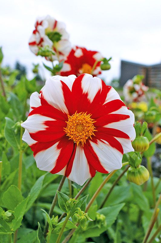 Dahlia Fire and Ice (Mignon)