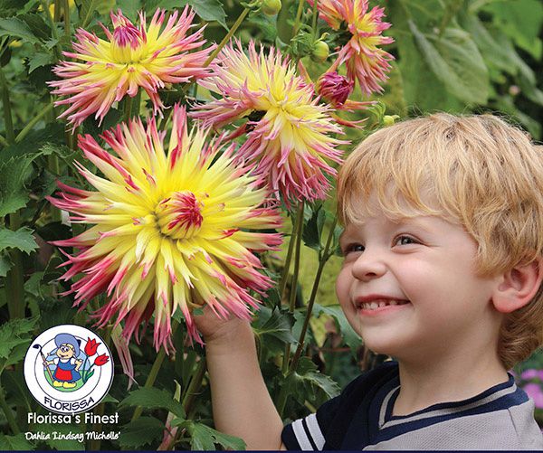 Logan Lindsay Michelle - Start Growing Dahlias