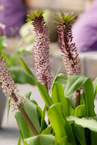 Pineapple Flower - Eucomis Comosa