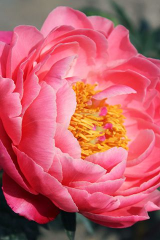 Paeonia Coral Charm