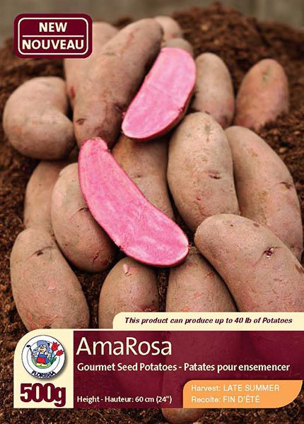 AmaRosa - Gourmet Seed Potatoes - Harvest in Late Summer