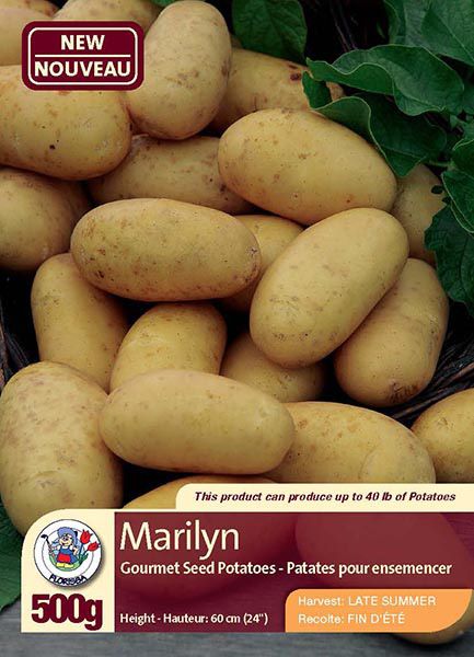 Marilyn - Gourmet Seed Potatoes - Harvest in Late Summer