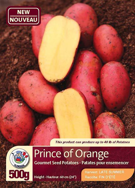 Prince of Orange - Gourmet Seed Potatoes - Harvest in Late Summer