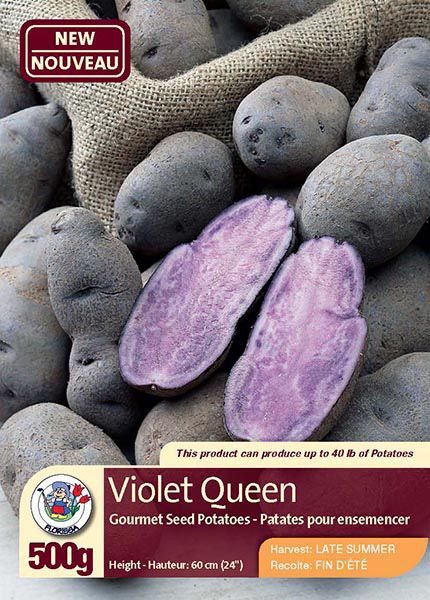 Violet Queen - Gourmet Seed Potatoes - Harvest in Late Summer