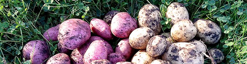 Multi-Colour Potatoes