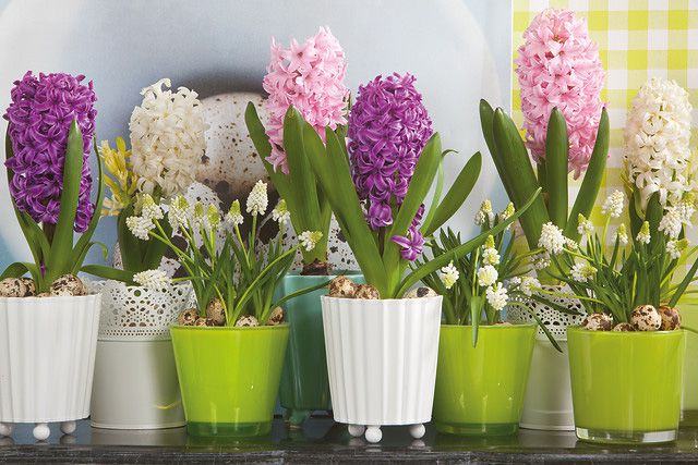 Mixed Hyacinthus and Muscari