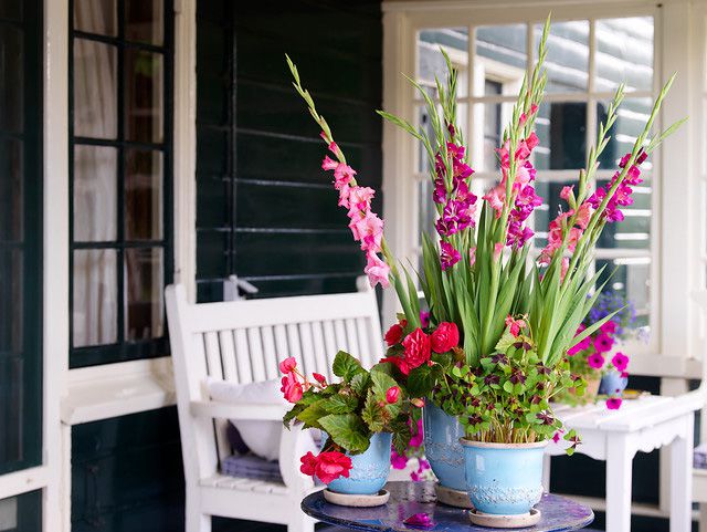 Summer Cut Gladiolus Flowers