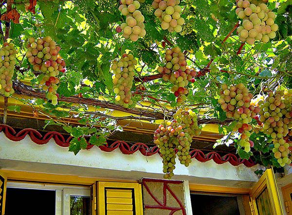 Hanging Grapes