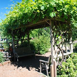 Restful Shade Beneath a Grape Arbor