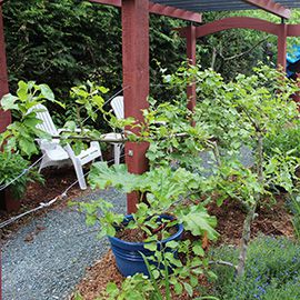 Sitting area among small fruits