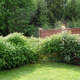Small fruit border against a fence