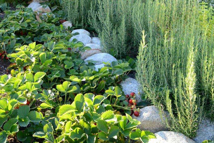 Plant strawberries as a ground cover, edging the front of the border