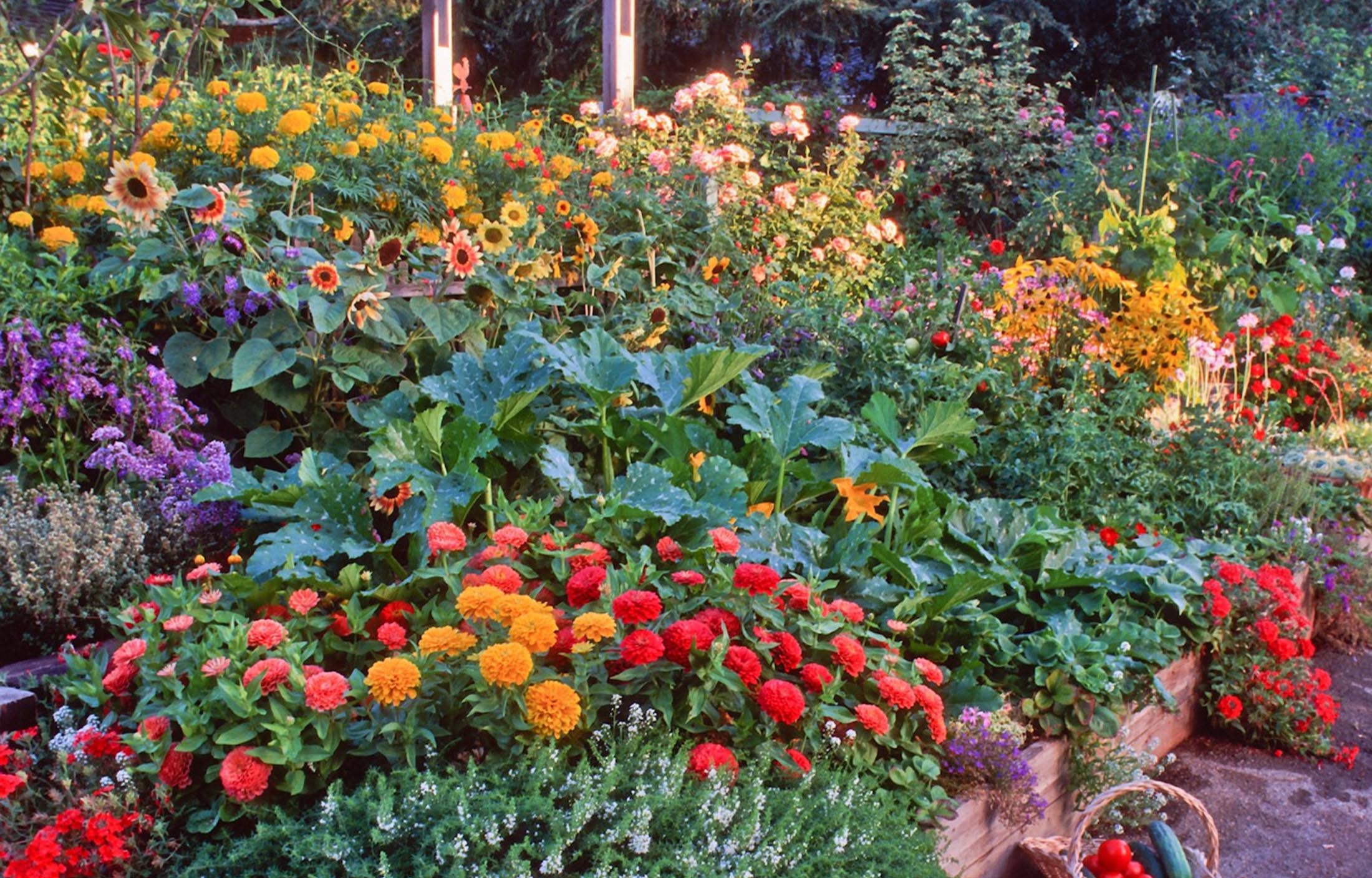 Vegetable Garden | Florissa | Flowers, Roses, Fruits and VeggiesFlorissa | Flowers, Roses
