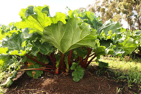 Rhubarb Plant