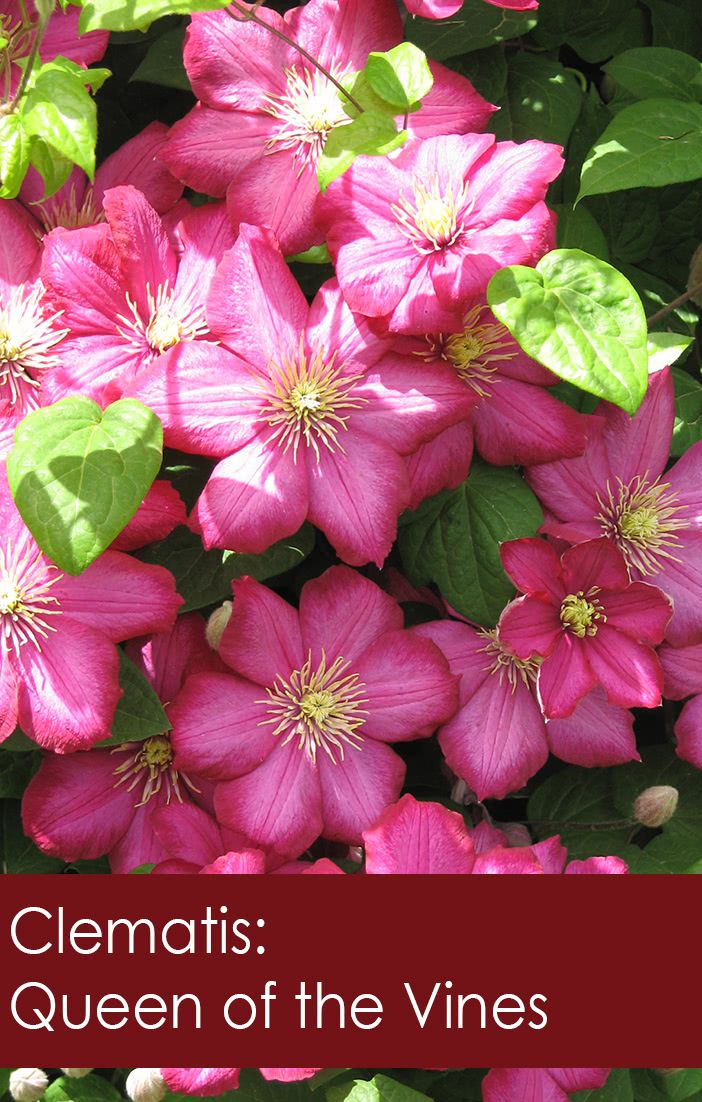 Clematis Queen Of The Vines Flowers Roses Fruits Veggiesflorissa Flowers Roses Fruits And Veggies